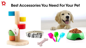 Best Pet Supplies - Accessories you need for your Pet