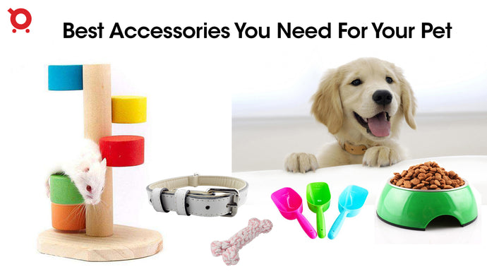 Best Pet Supplies - Accessories you need for your Pet